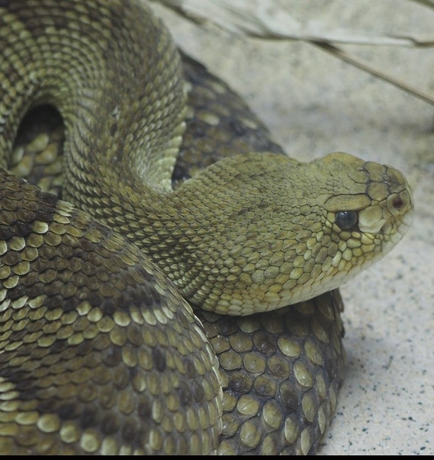 Mexican West Coast rattlesnake