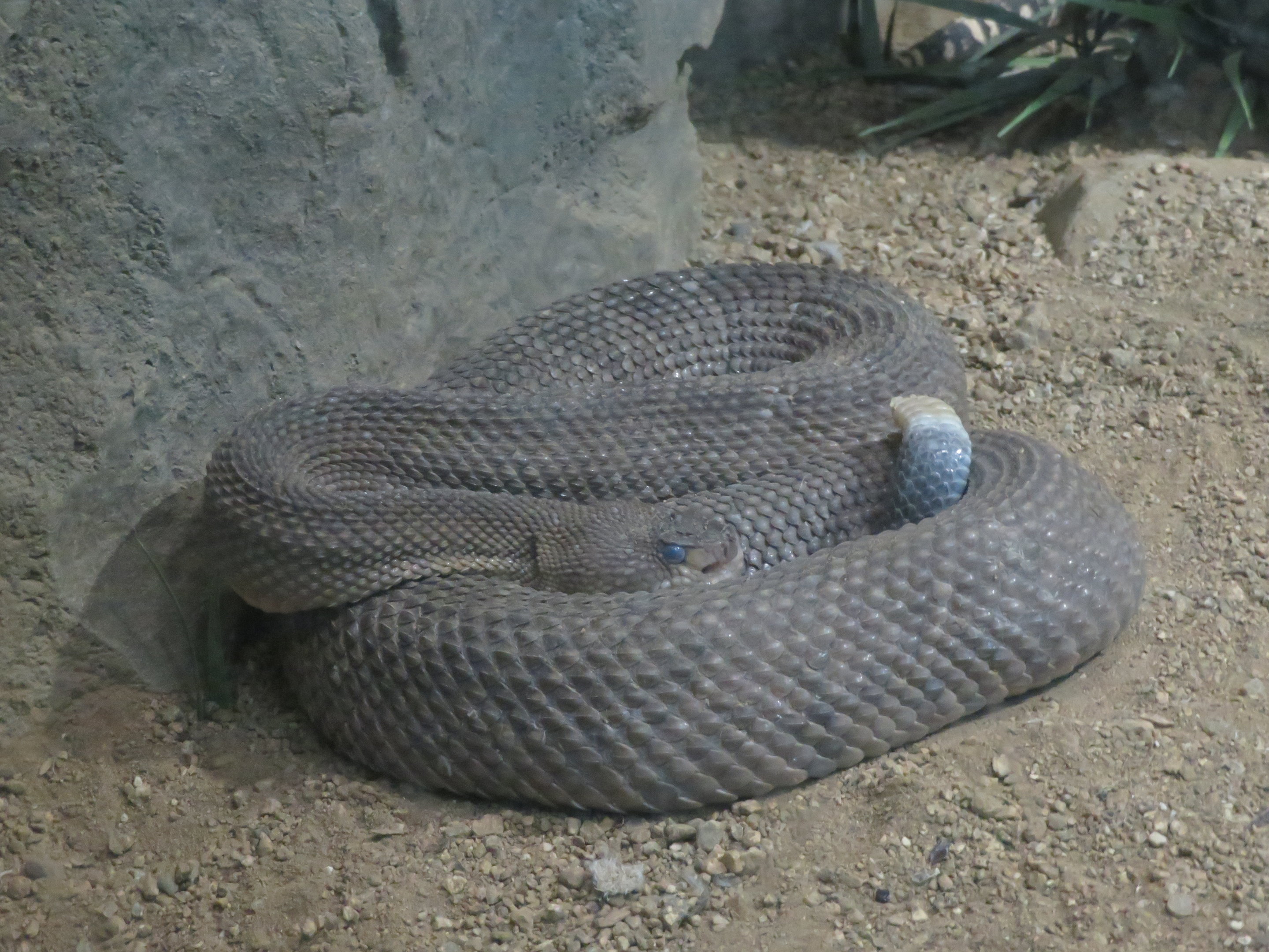 Mexican West Coast Rattlesnake