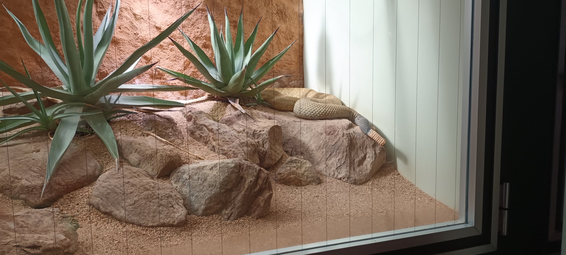 Mexican west coast Rattlesnake