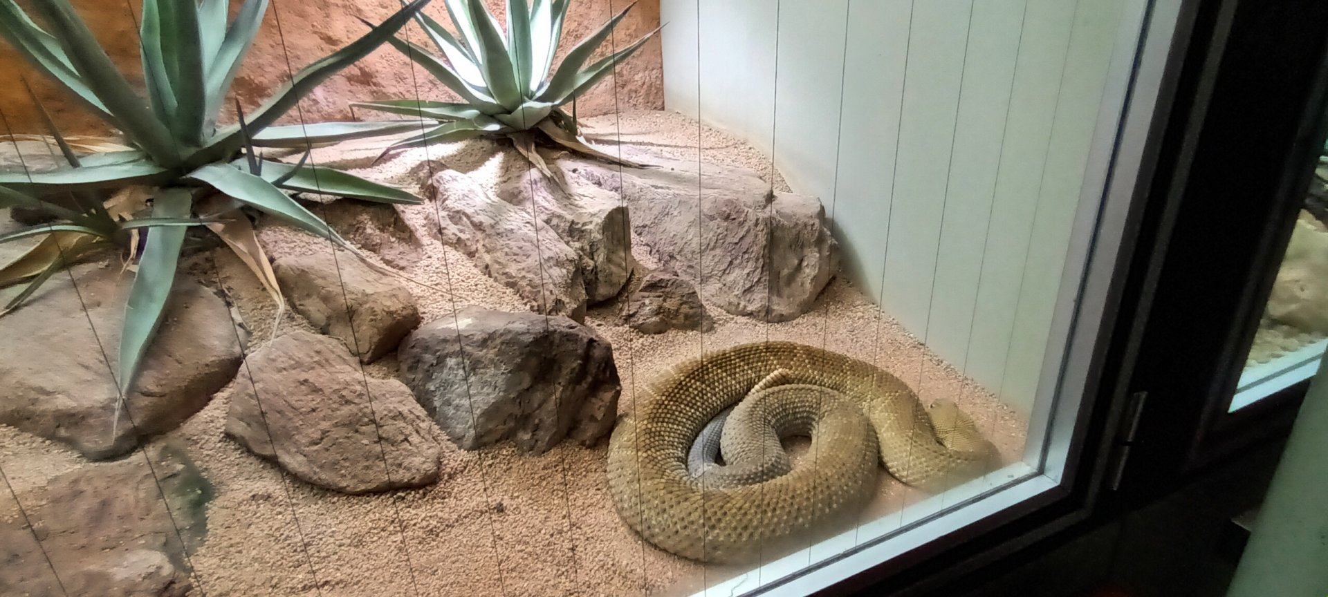 Mexican west coast Rattlesnake