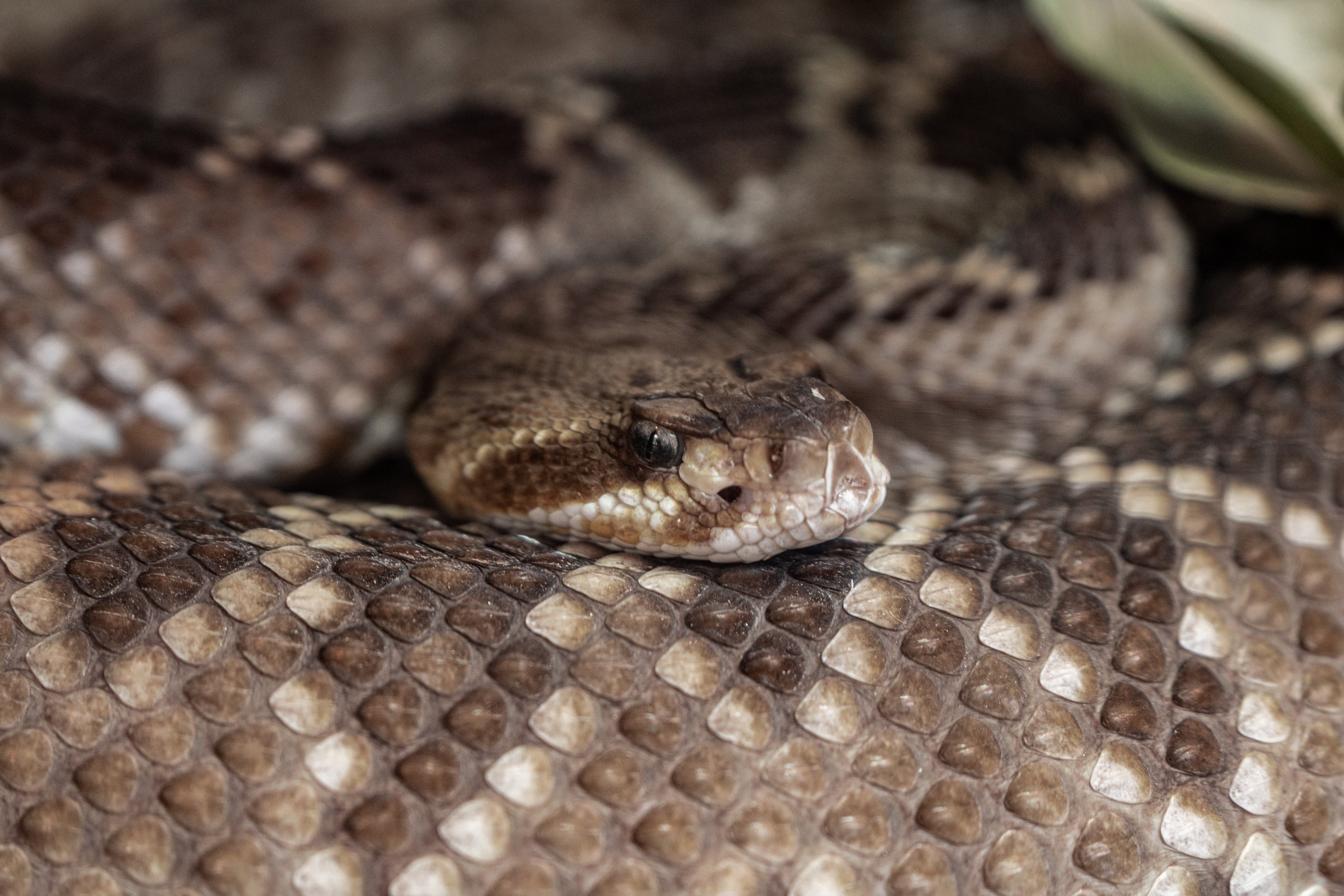 Mexican West Coast Rattlesnake