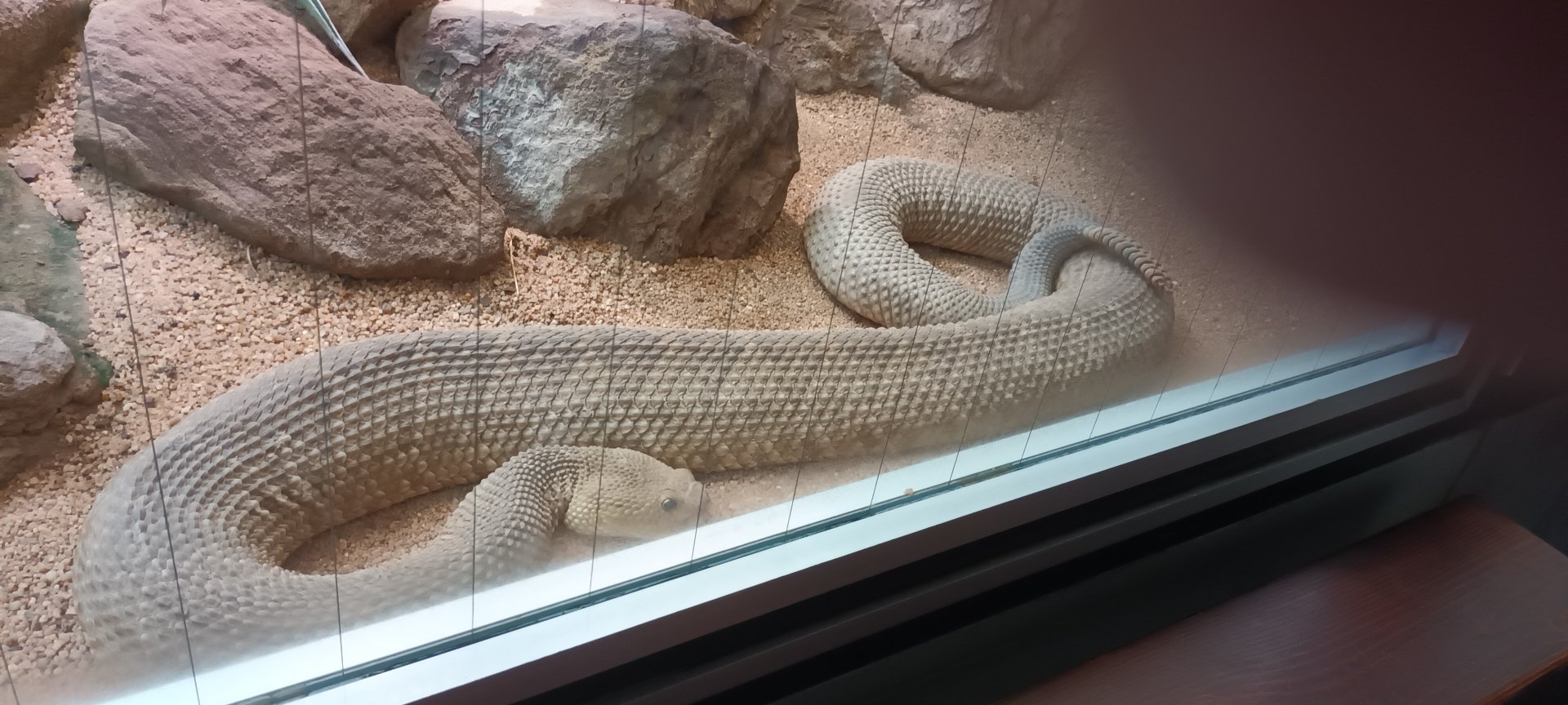Mexican west coast Rattlesnake