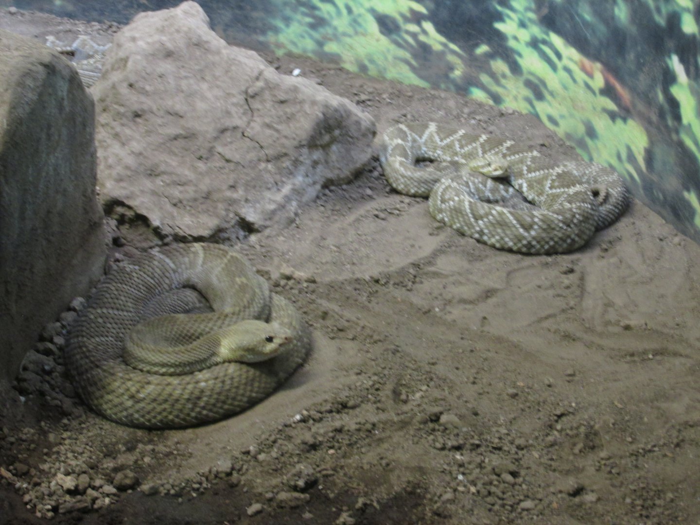 mexican west coast rattlesnakes