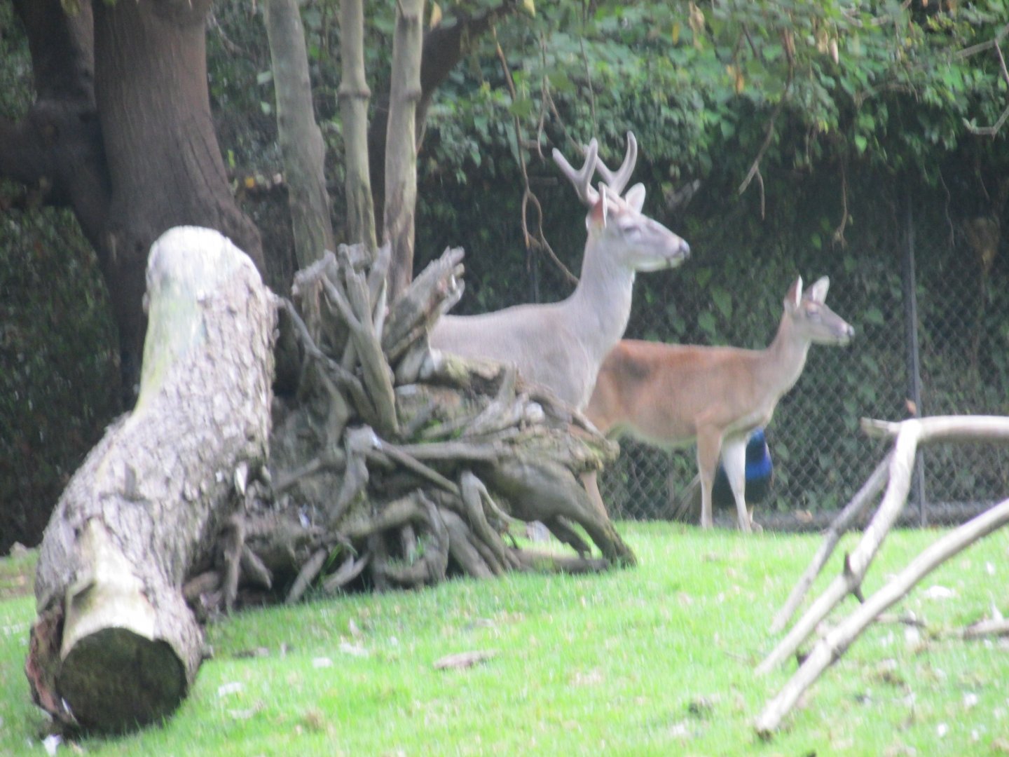 mexican white tail deer