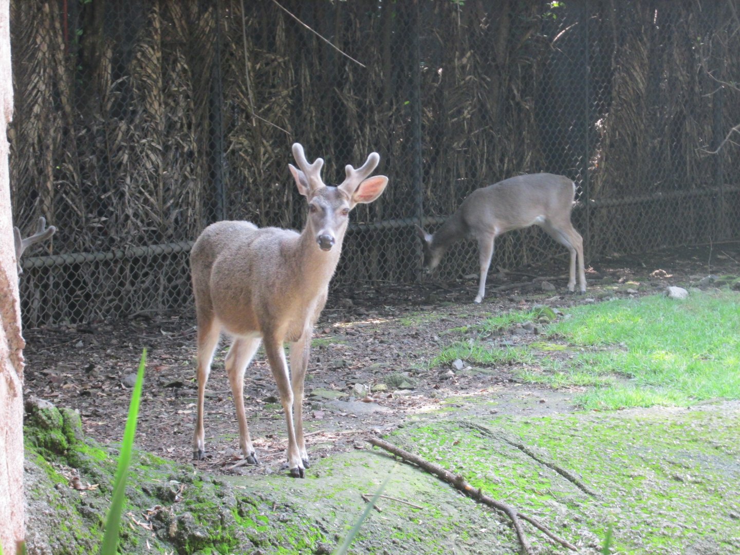 mexican white tail deer