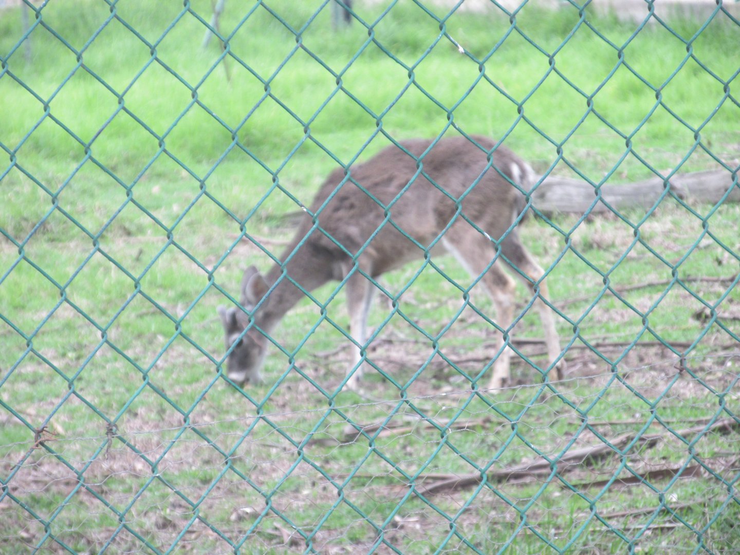 MEXICAN WHITE TAIL DEER