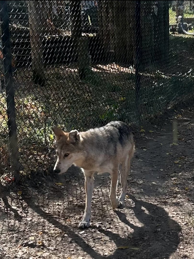 Mexican Wolf (10/19/24)