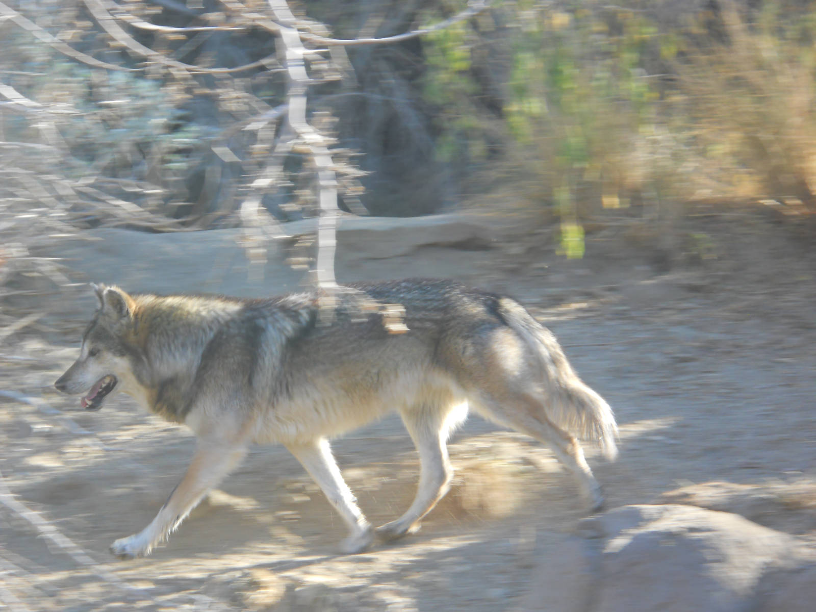 Mexican wolf aerobics