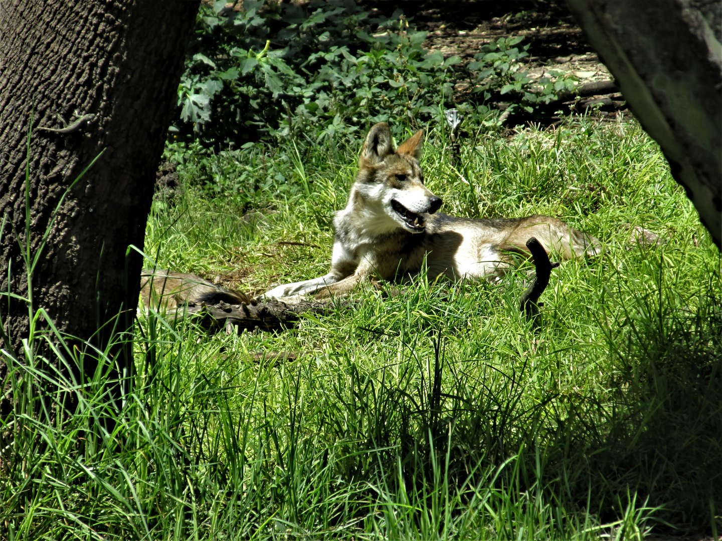 Mexican wolf Africam safari