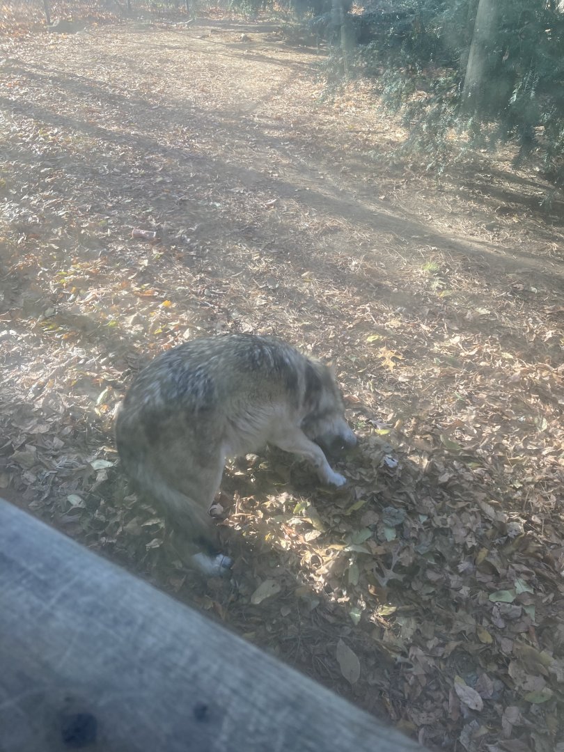 Mexican Wolf at Beardsley Zoo 12/5/21
