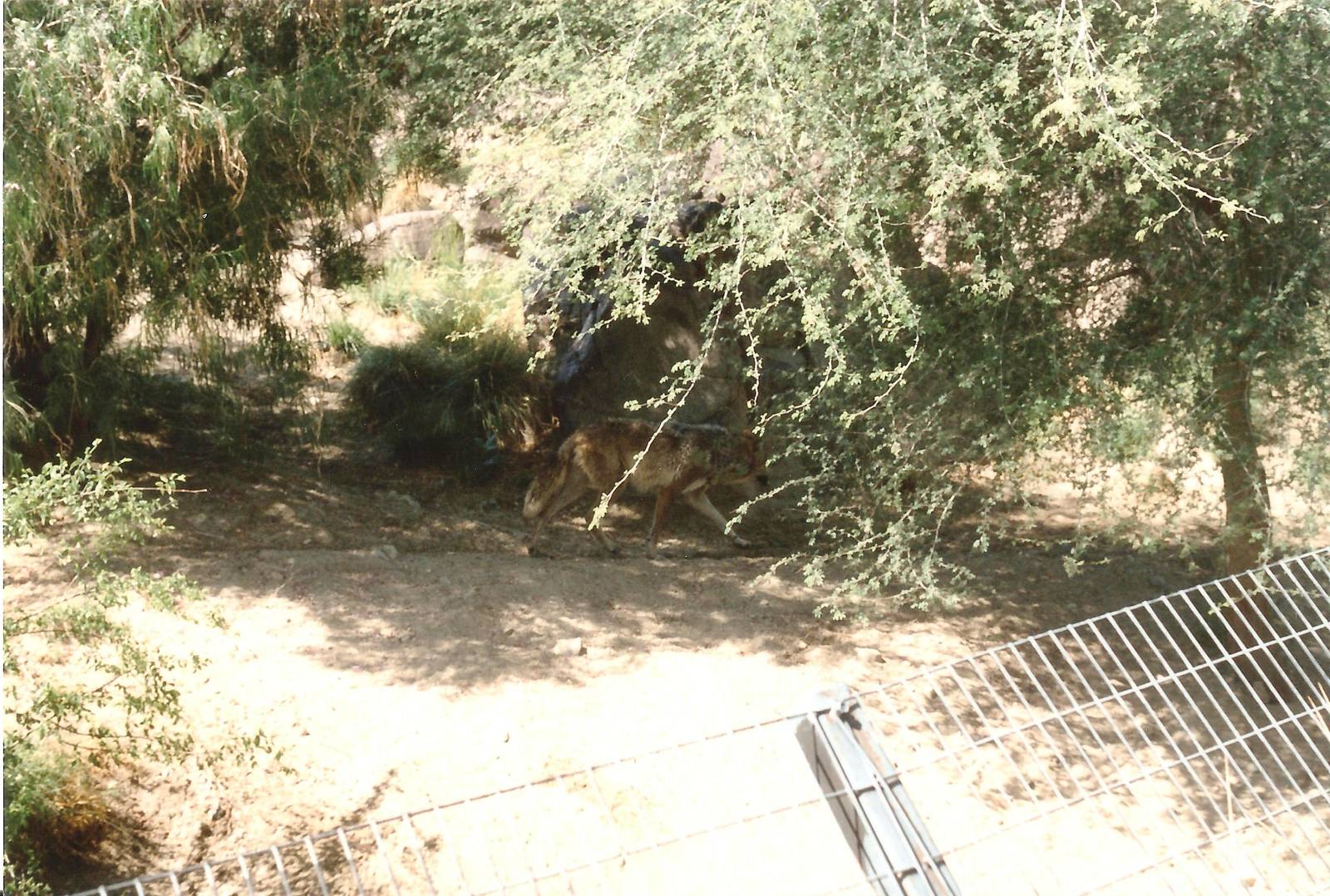 Mexican Wolf at The Living Desert, 1998