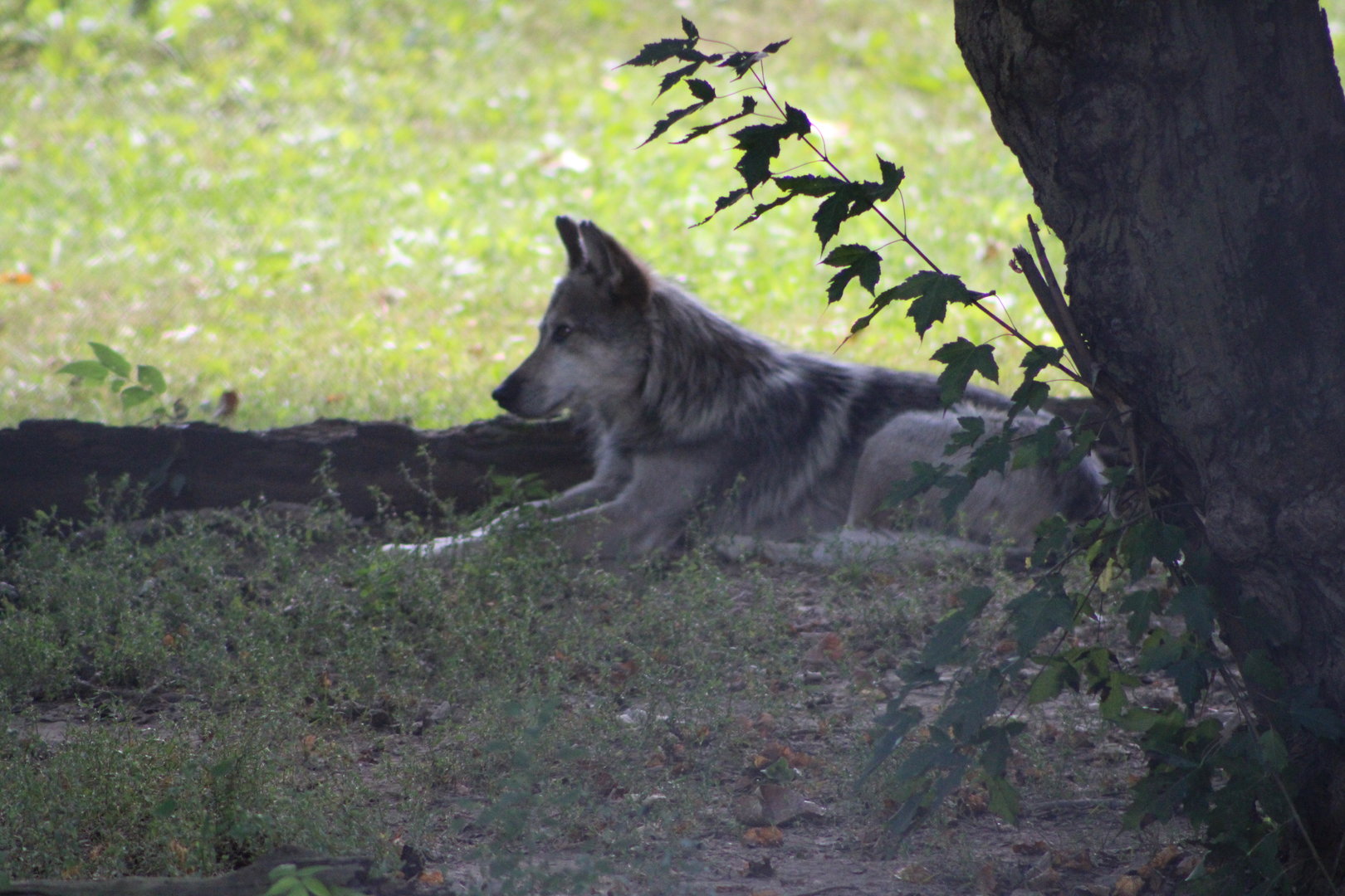 Mexican Wolf (C. l. baileyi)