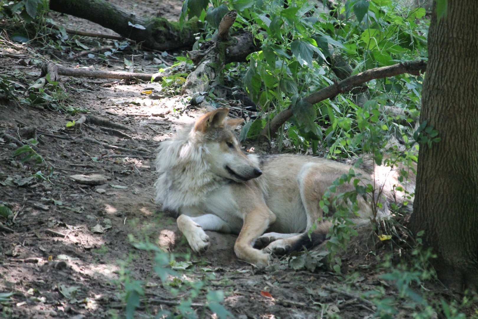 Mexican wolf (Canis lupus baileyi)