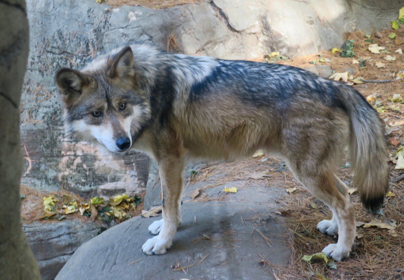 Mexican Wolf (Canis lupus baileyi)
