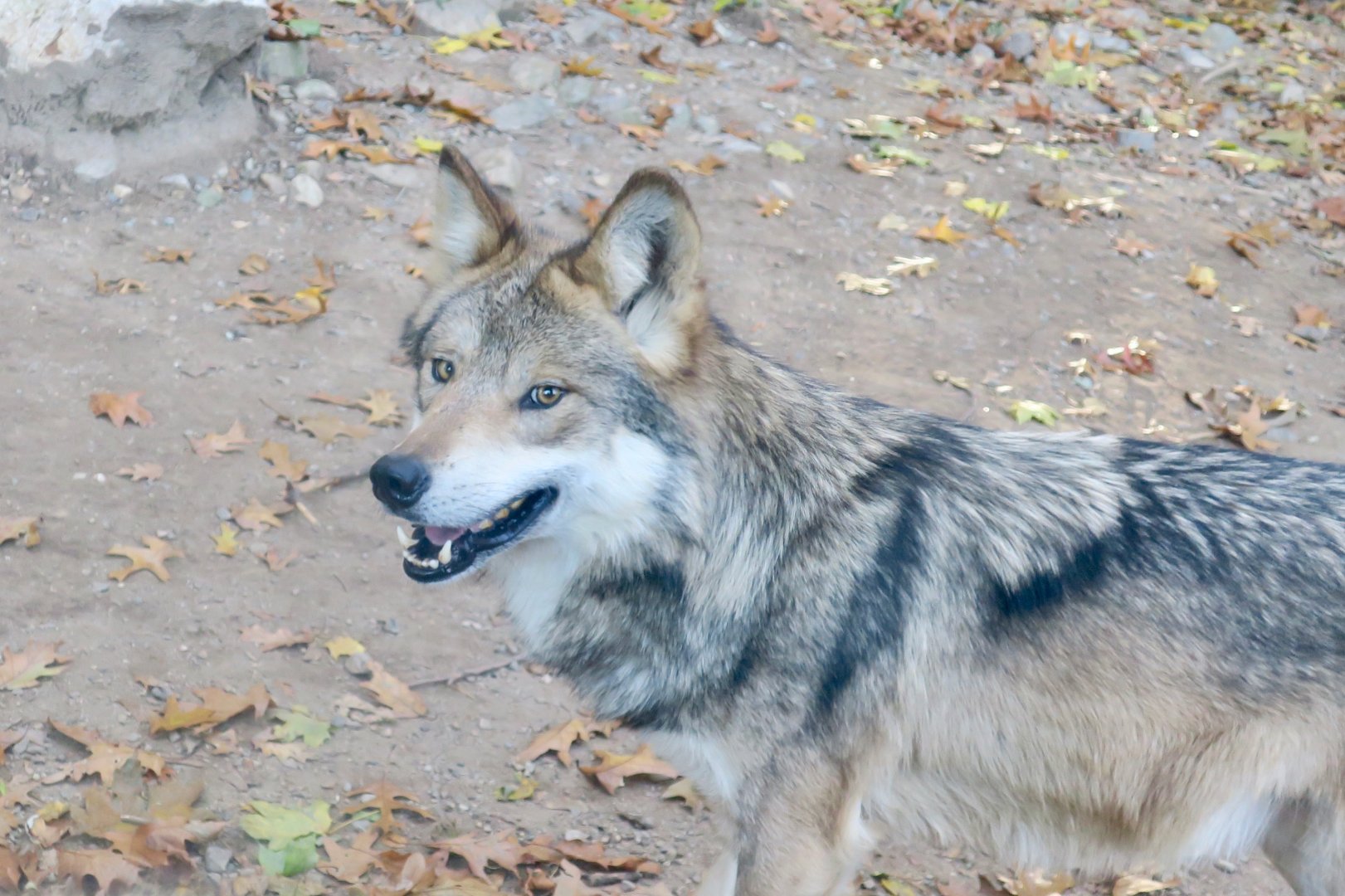 Mexican Wolf (Canis lupus baileyi)
