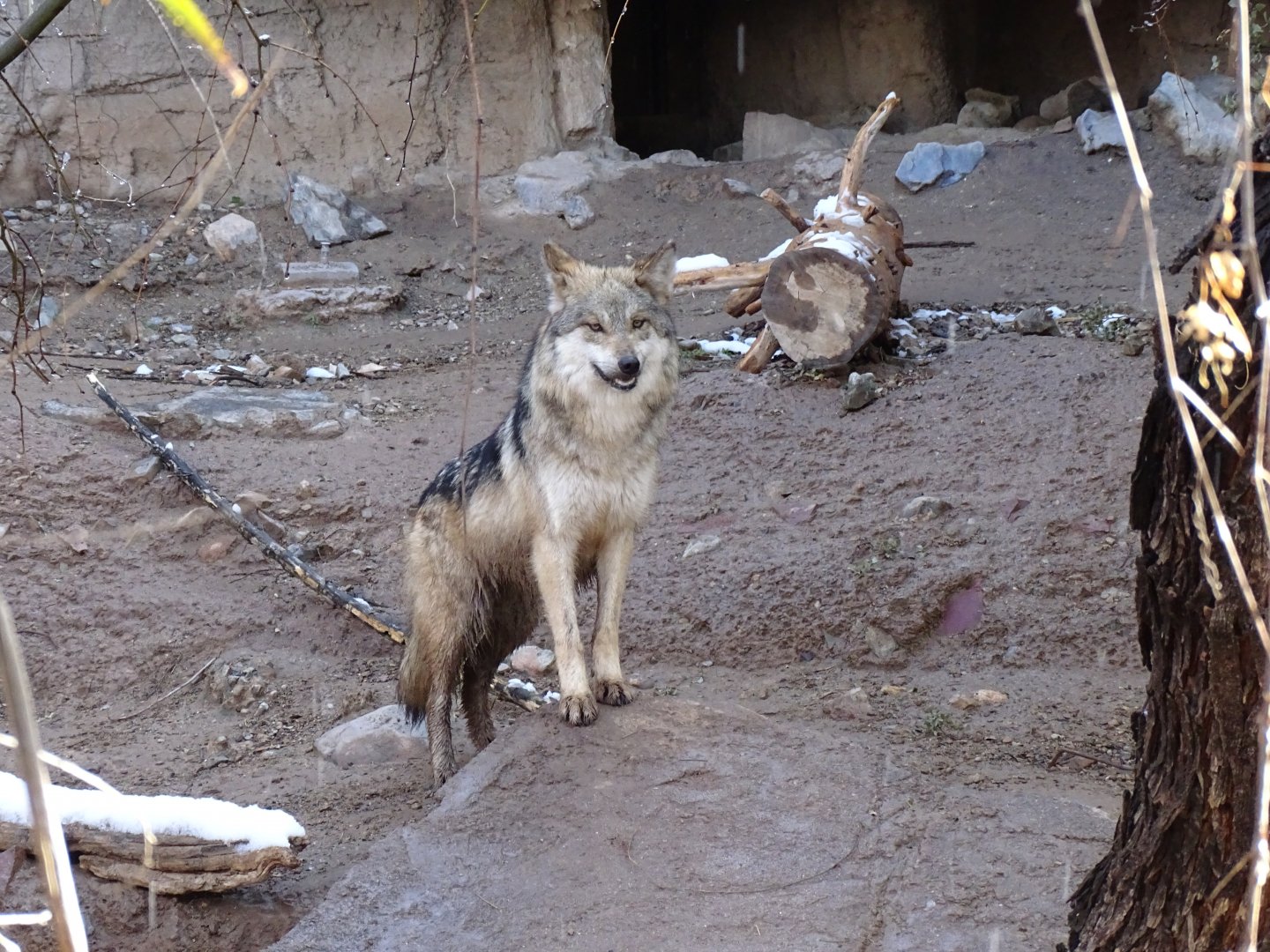 Mexican wolf (Canis lupus baileyi)