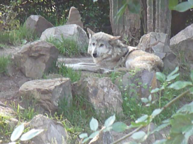 mexican wolf chapultepec zoo