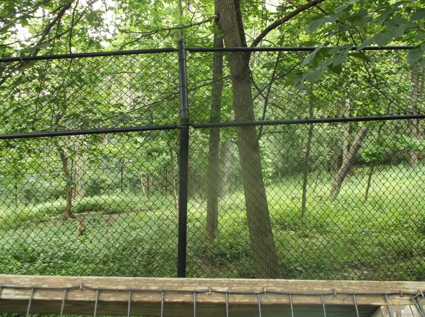 Mexican Wolf enclosure