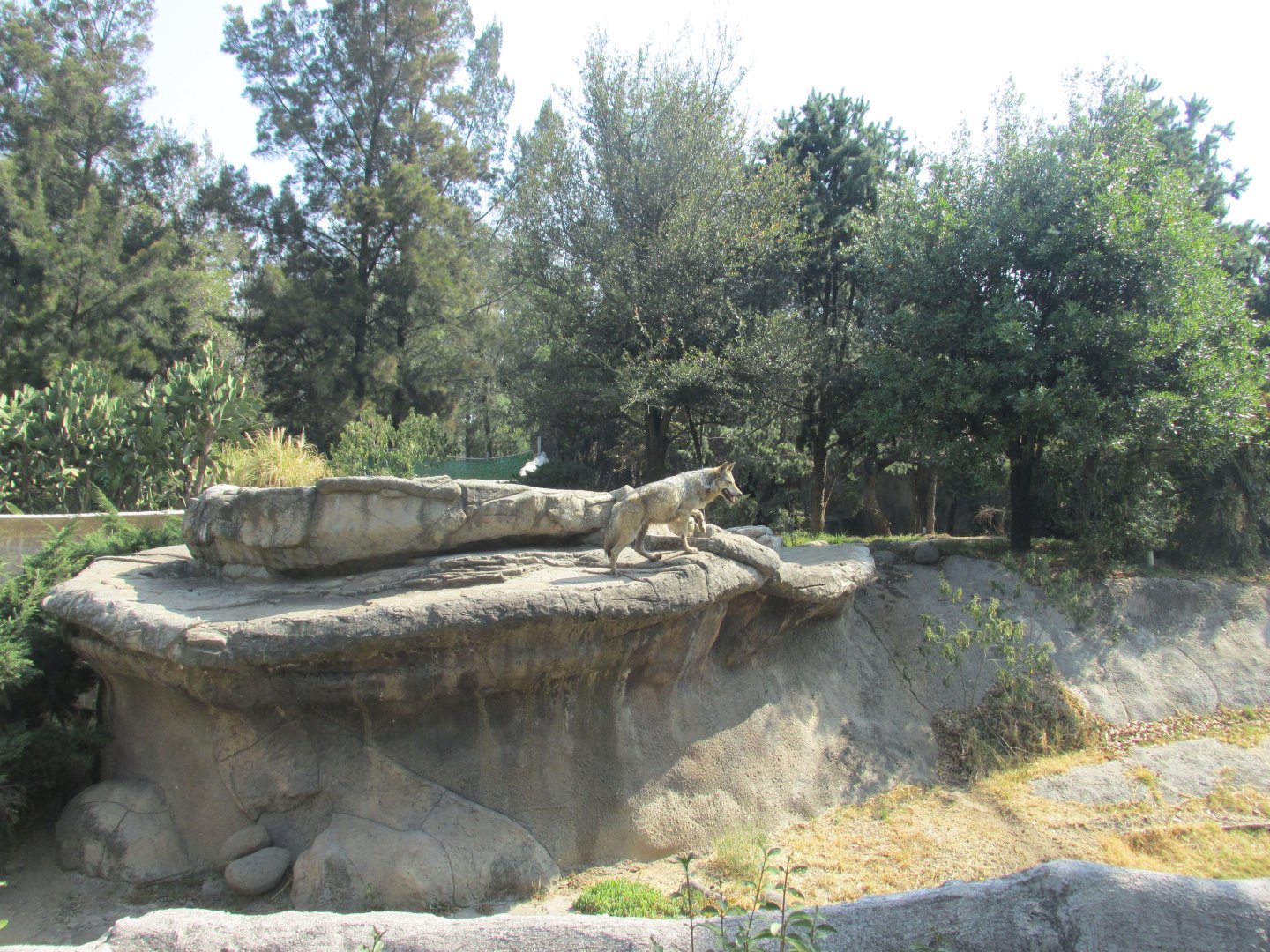 mexican wolf enclosure