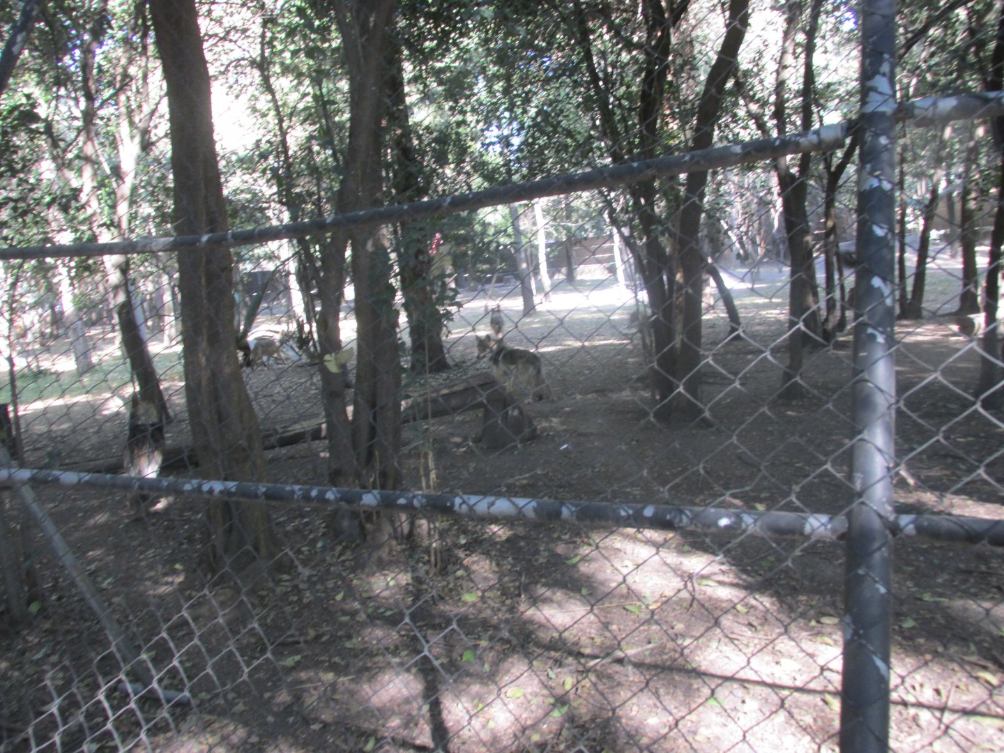 mexican wolf enclousure