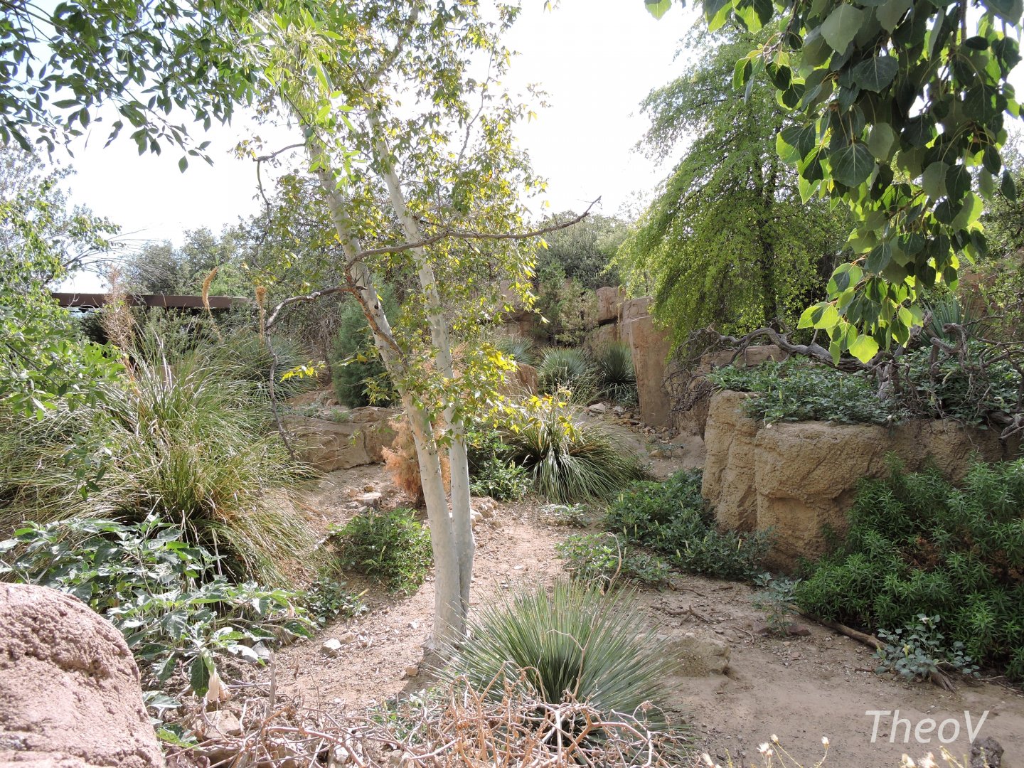 Mexican wolf exhibit [2015]