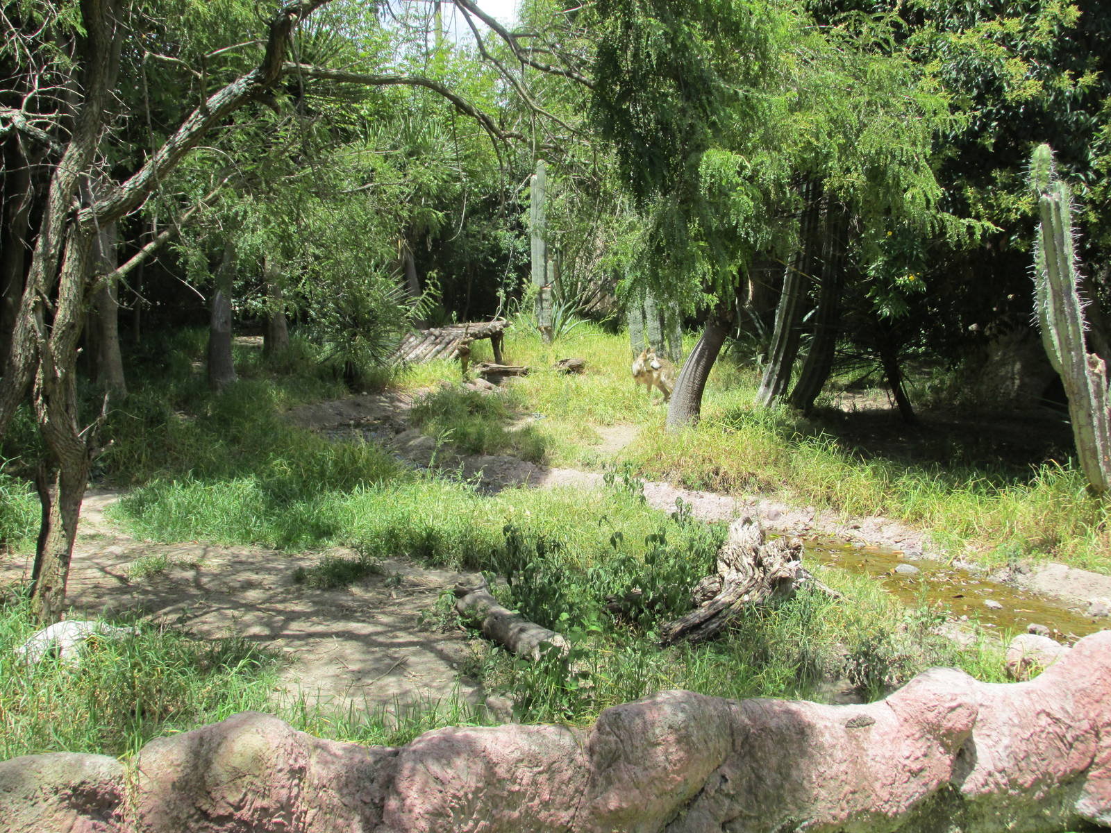 mexican wolf exhibit africam safari