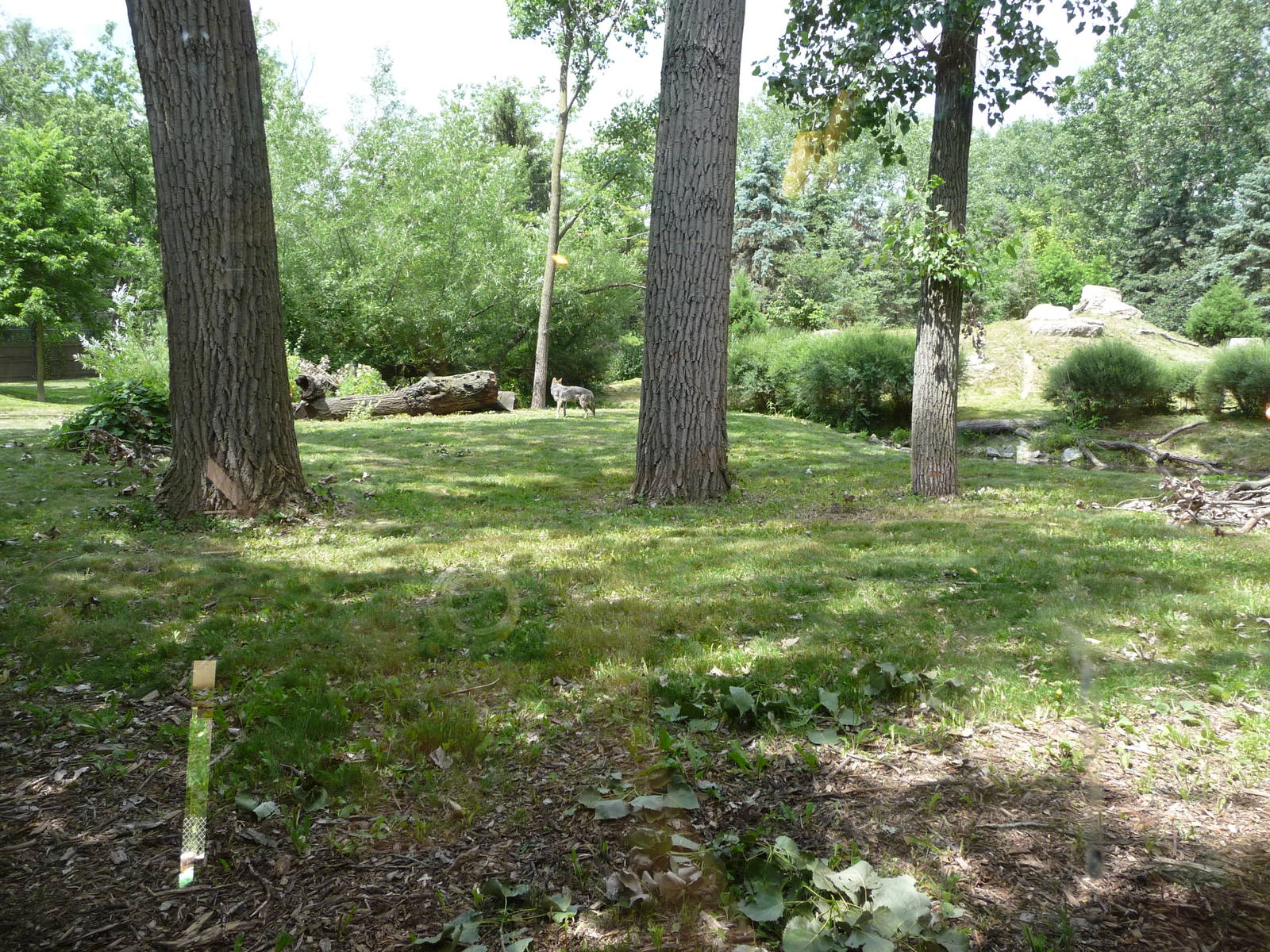 Mexican Wolf Exhibit - Brookfield Zoo