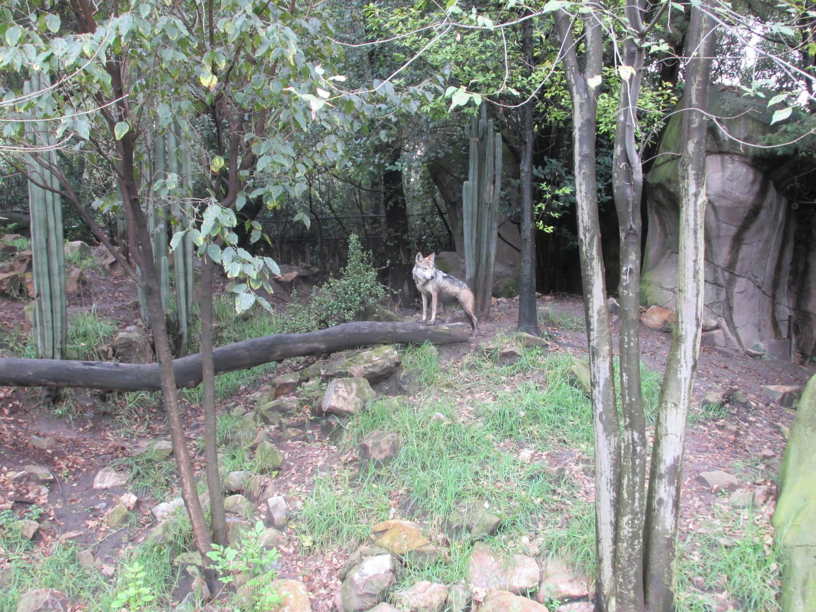 mexican wolf exhibit chapultepec zoo
