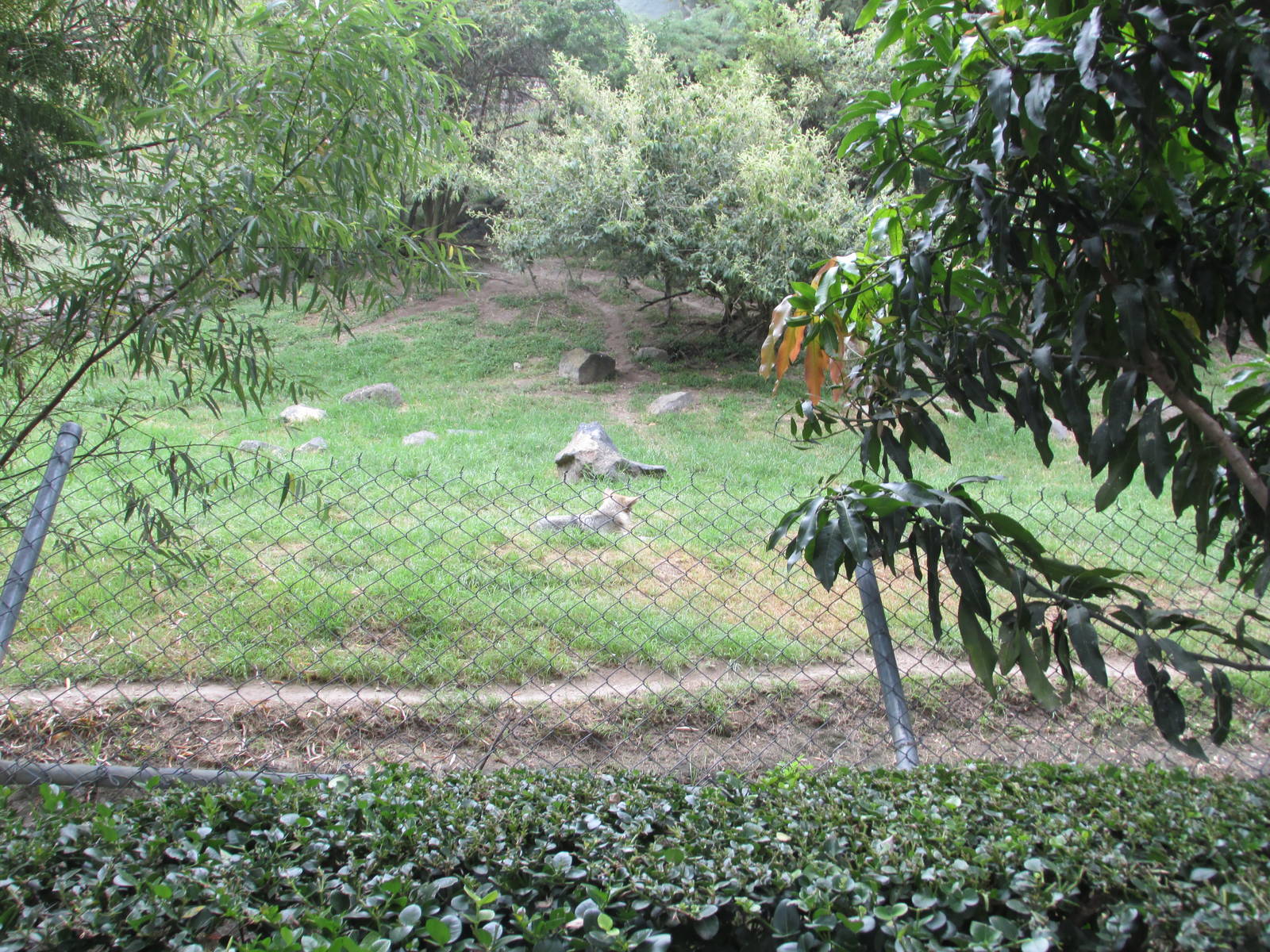 mexican wolf exhibit guadalajara zoo