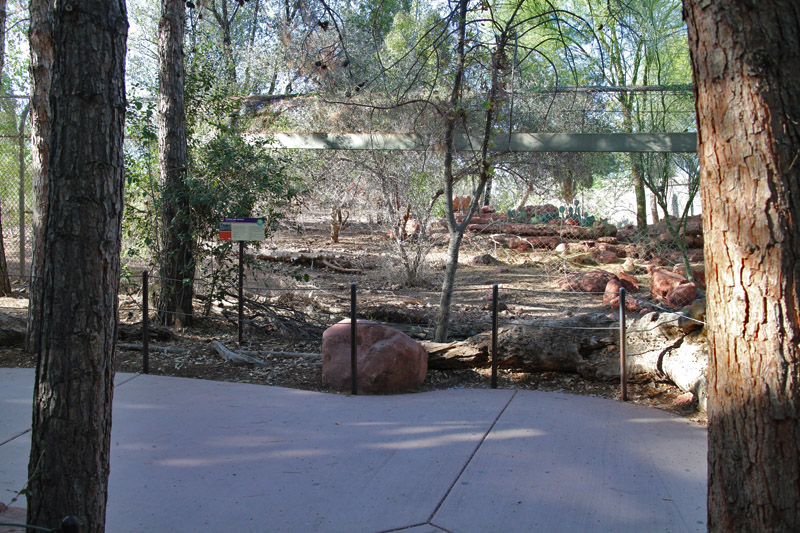 Mexican wolf exhibit