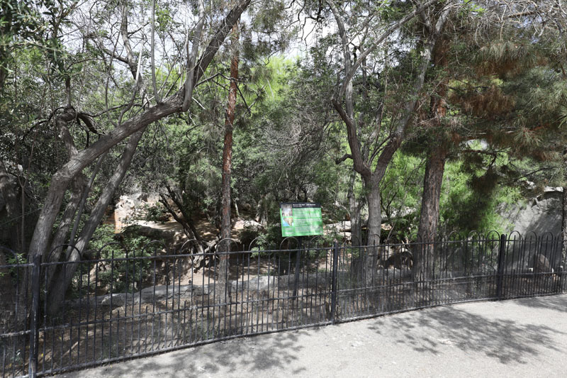 Mexican wolf exhibit