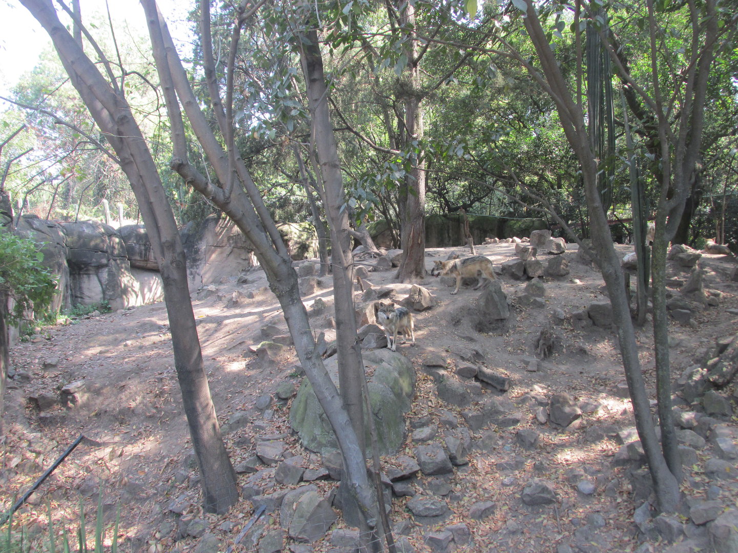 mexican wolf exhibit