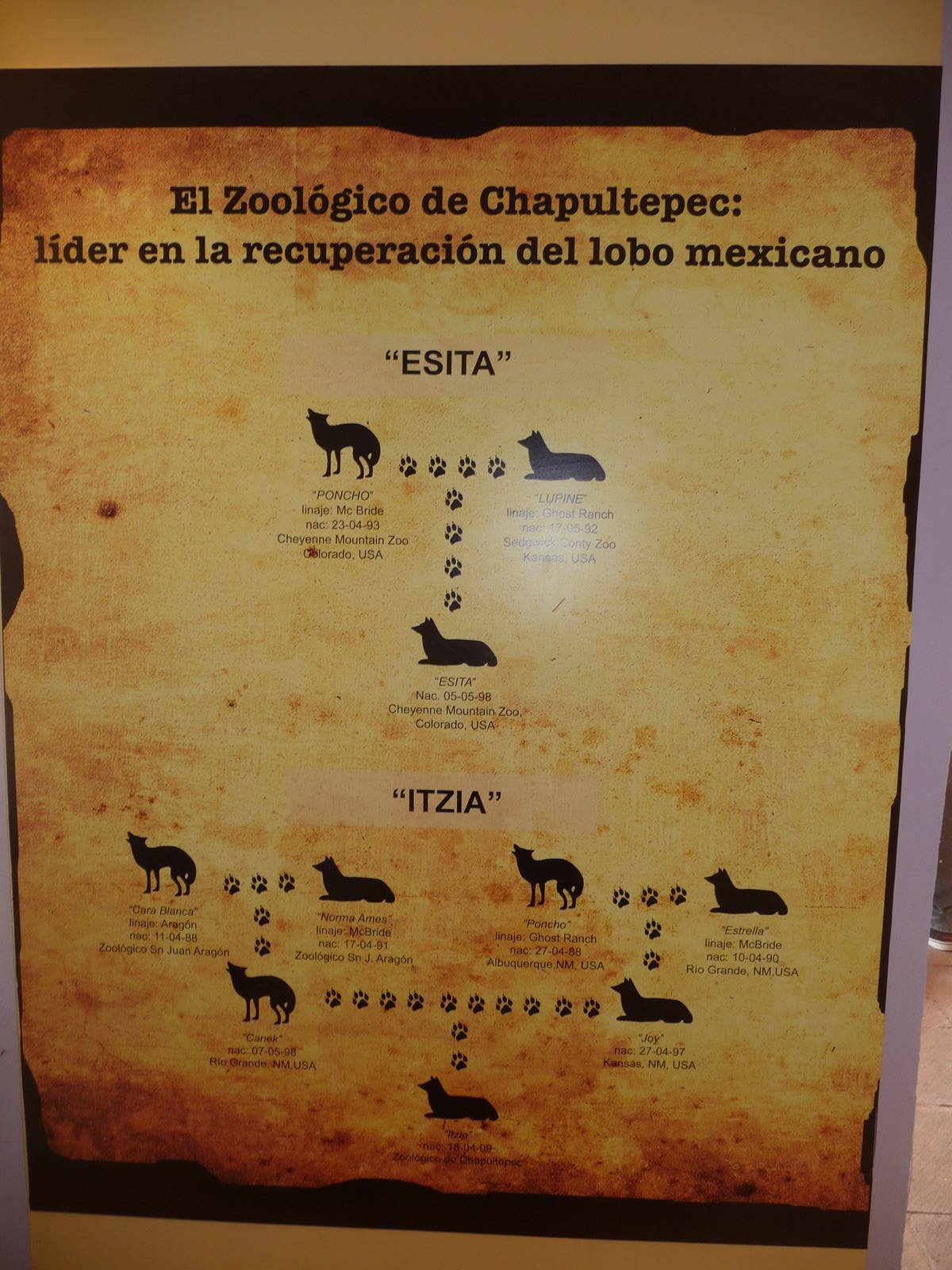 mexican wolf family tree chapultepec zoo