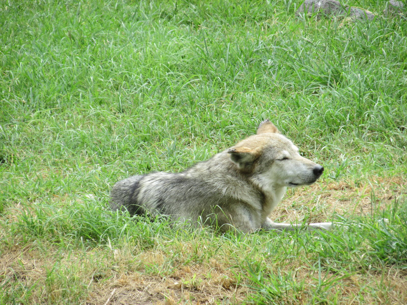 mexican wolf guadalajara zoo