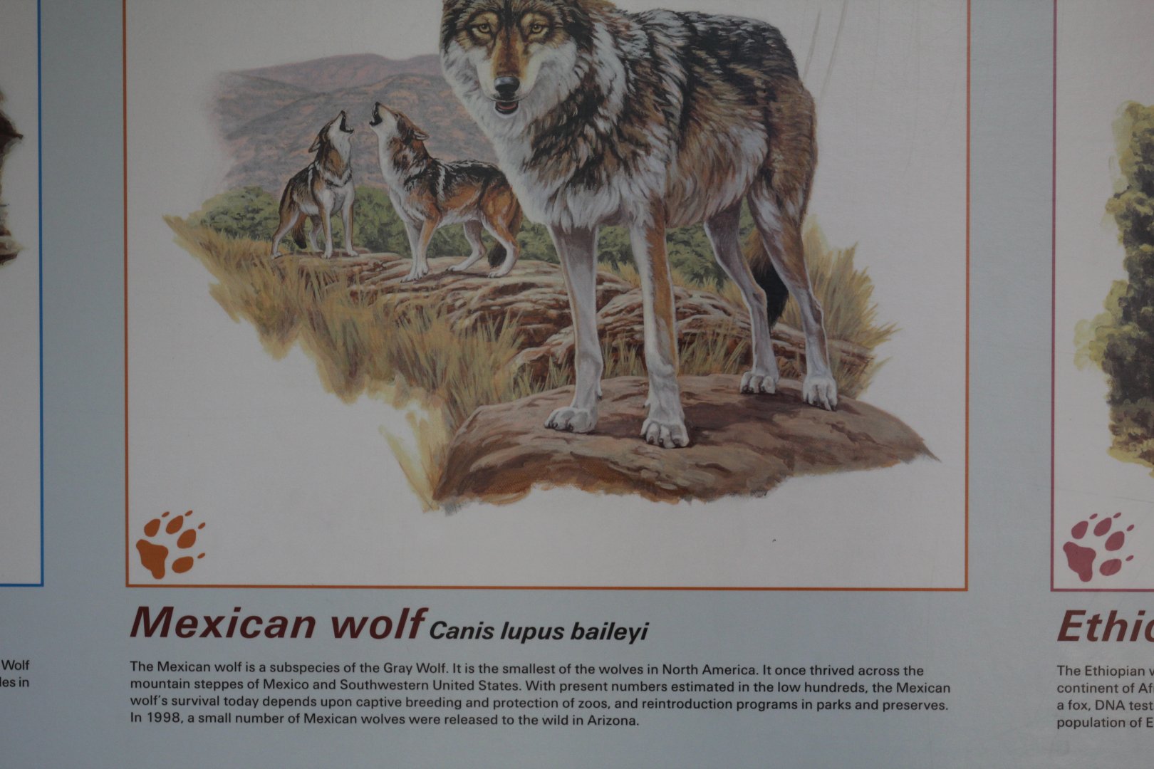 Mexican Wolf Info.