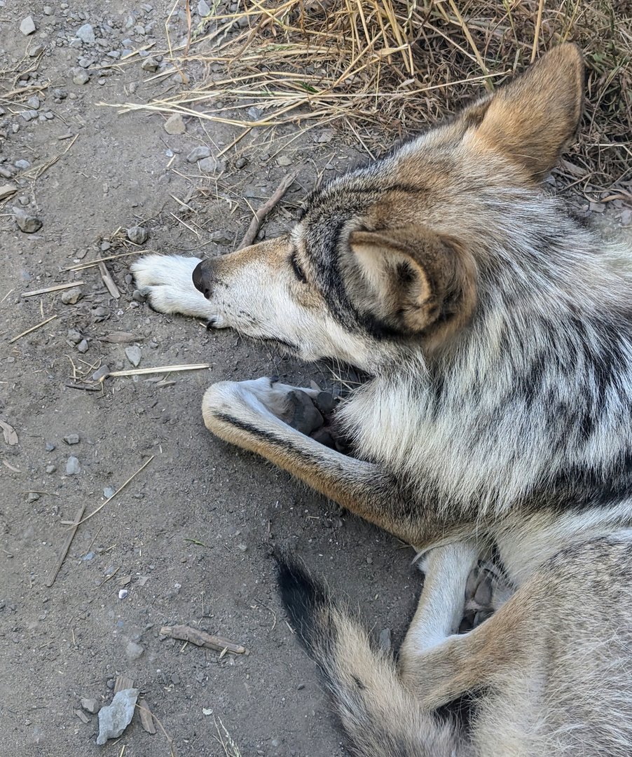 Mexican Wolf - July 8th 2023