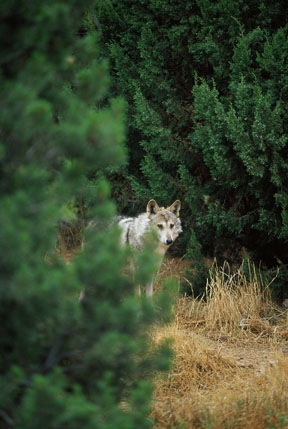 mexican wolf, LDSP (New Mexico)