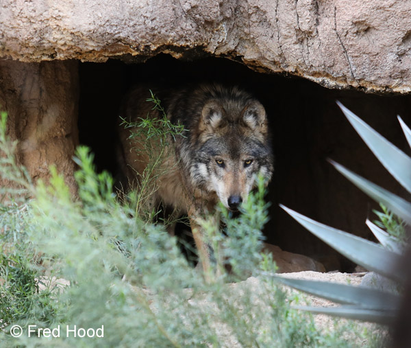 mexican wolf (male)