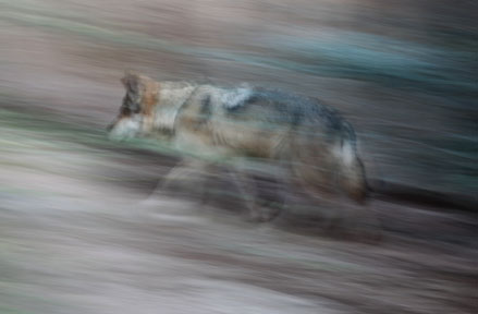 mexican wolf on the move