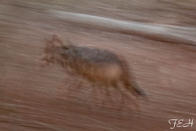 mexican wolf on the move