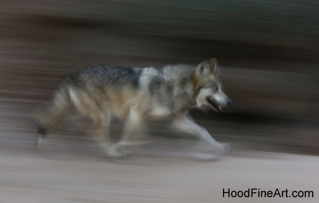 mexican wolf on the move