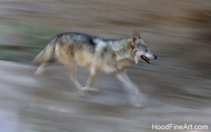 mexican wolf on the move