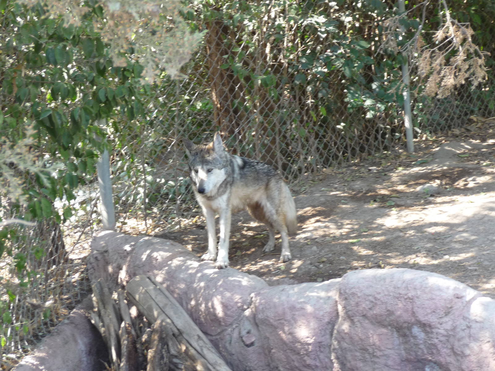 mexican wolf or lobo africam safari