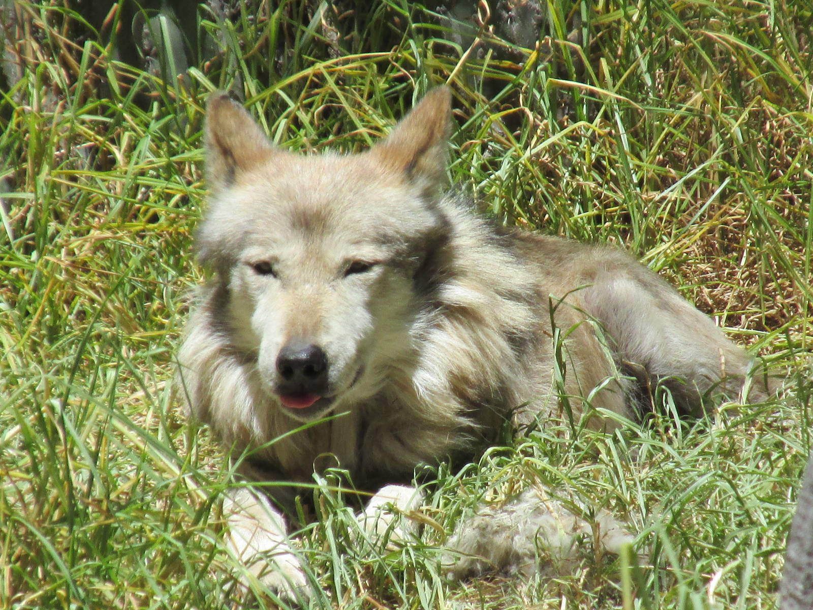 mexican wolf or lobo africam safari