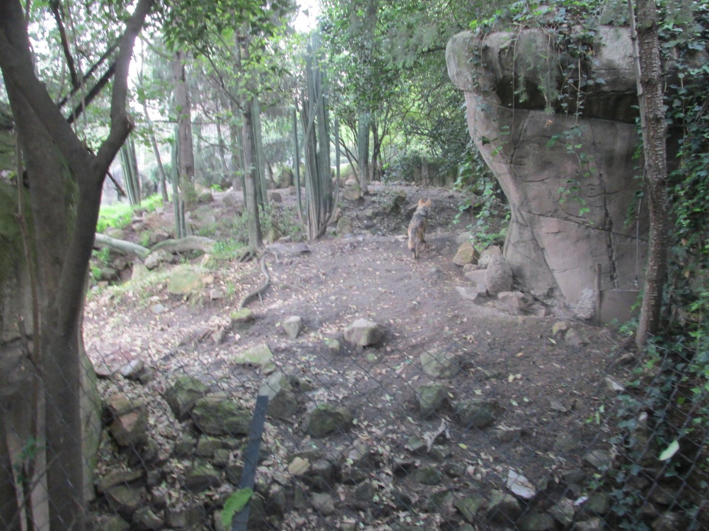 mexican wolf or lobo exhibit