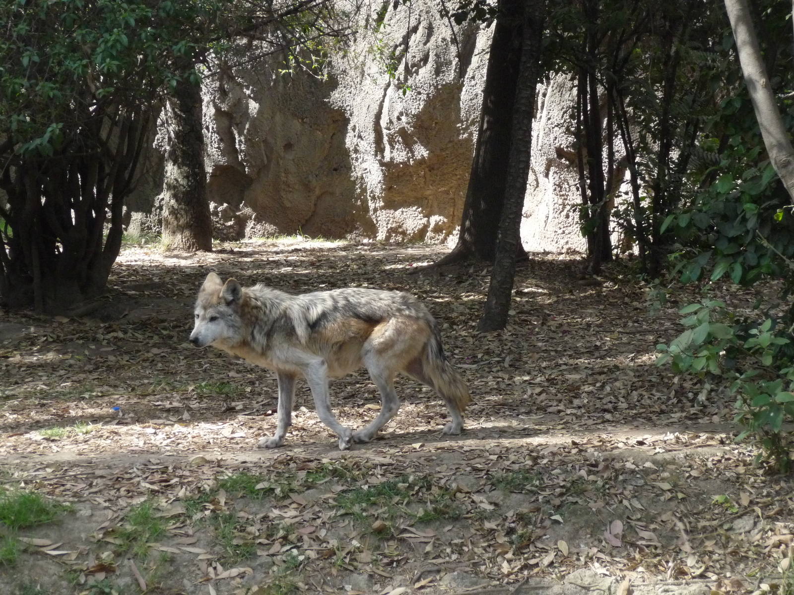 mexican wolf or lobo Itzia chapultepec zoo