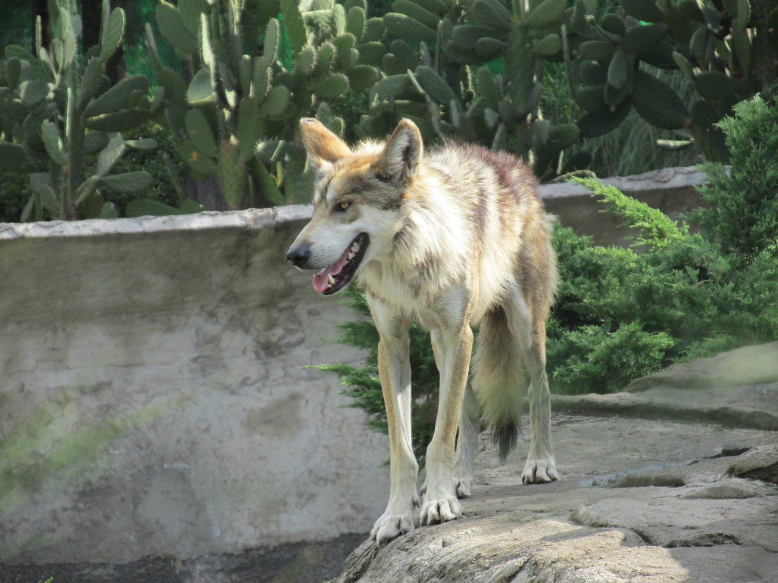 mexican wolf or lobo san juan de aragon zoo