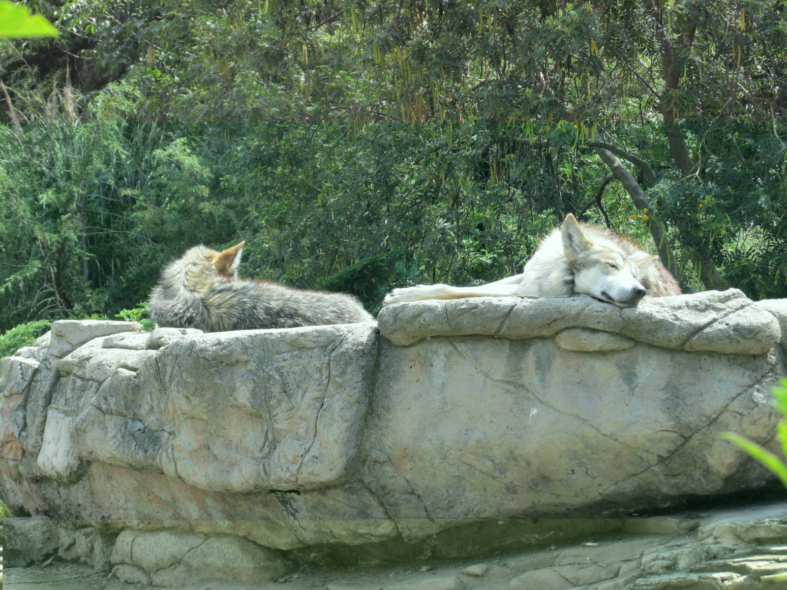 mexican wolf or lobo san juan de aragon zoo