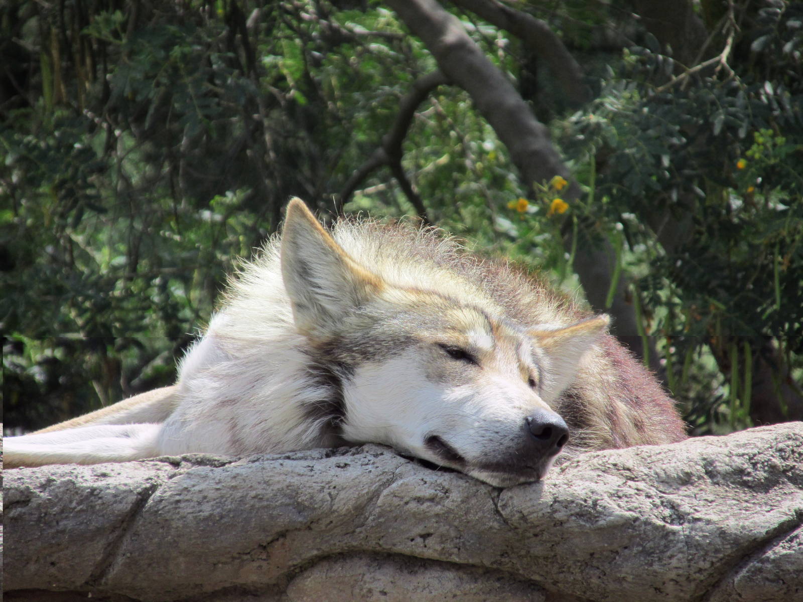 mexican wolf or lobo san juan de aragon zoo