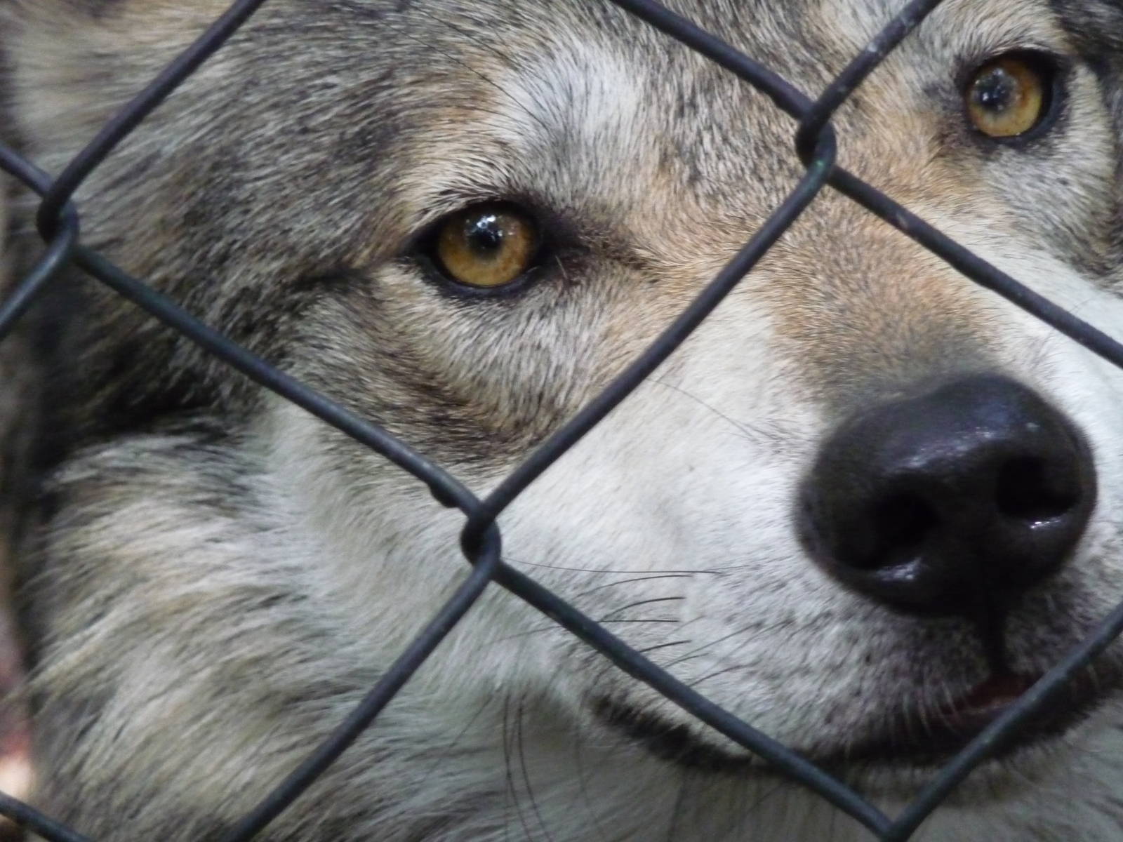 mexican wolf or lobo zoologico los coyotes